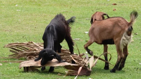 Goats are Interacting on Grass Stock Footage 311723329