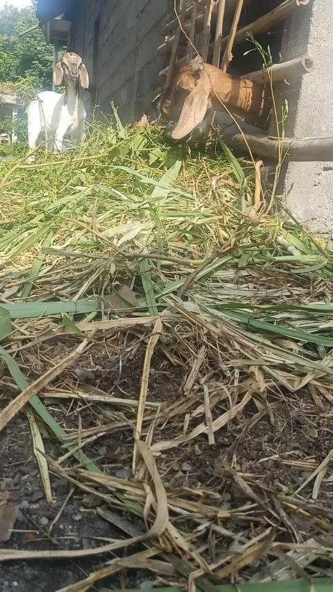 The goats are in the pen Stock Footage 292951228