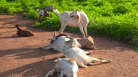 THE GOATS ARE RESTING Stock Footage 273518310