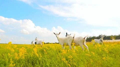 Goats are running in a field on a background of blue sky. Slow motion Stock Footage 96301402