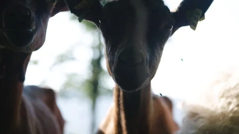 Goats are staring 스톡 동영상 92410160
