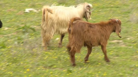 Goats are walking on the grass Stock Footage 86877916