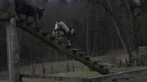Goats in Austria. Climbing. Stock Footage 235483289