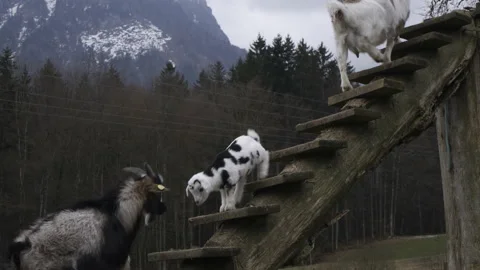 Goats in Austria. Falling doeling (young female goat) Stock Footage 235482164