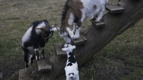 Goats in Austria, fighting. Young female doeling. Stock Footage 235482853