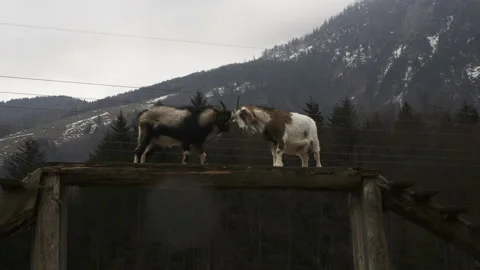 Goats in Austria Stock Footage 235484265