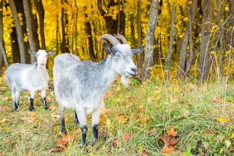 Goats on the background of autumn forest Stock Photos