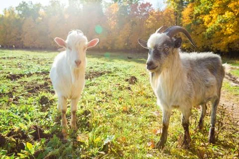 Goats on the background of autumn forest Stock Photos