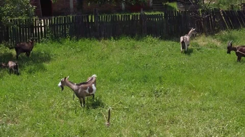 Goats in the backyard on the farm Stock Footage 164371354