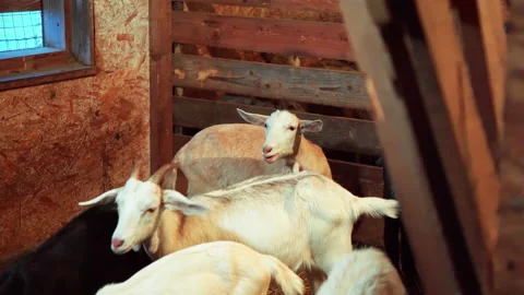 Goats in a barn on a farm Stock-Footage 168997500
