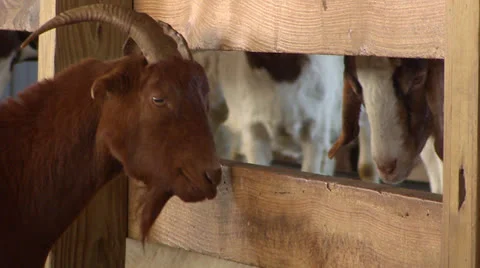 Goats in a Barn Stock Footage 26564511