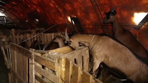 Goats in the barn Stock Footage 60256326