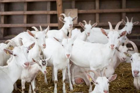 Goats in the barn Stock Photos