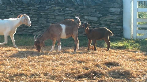 Goats in barnyard Stock Footage 30127298