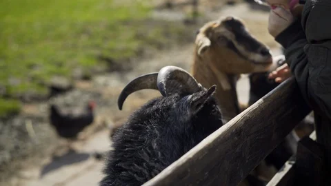 Goats in the barnyard. Stock Footage 95662343