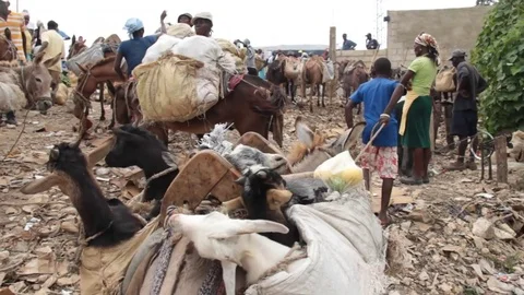 Goats in a Basket! Stock Footage 83734691