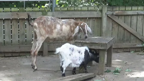 Goats battle Stock Footage 86201490