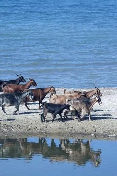 Goats on the beach Foto stock