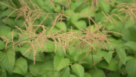 Goat's beard (Aruncus dioicus) flowering plume swaying Stock Footage 340778960