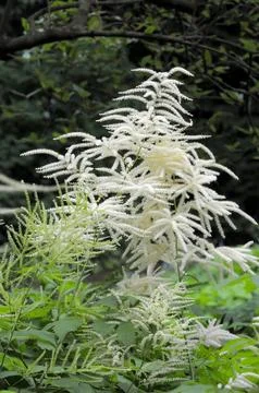 Goat's beard (Aruncus dioicus), flowering in the garden, rose garden in Stock Photos