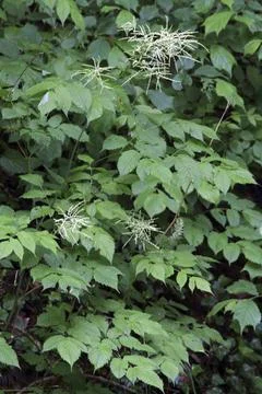 Goat's beard, Aruncus dioicus, forest honeysuckle Stock Photos