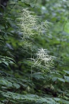 Goat's beard, Aruncus dioicus, forest honeysuckle Stock Photos