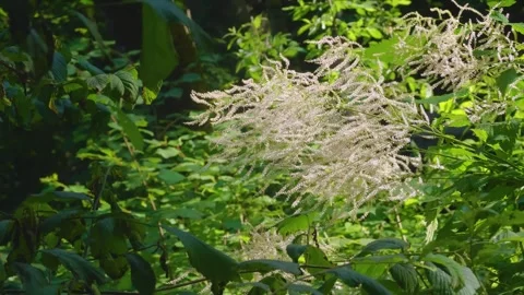 Goat's Beard (Aruncus dioicus) in full bloom with white, feathery flowers in a g Stock Footage 325912972