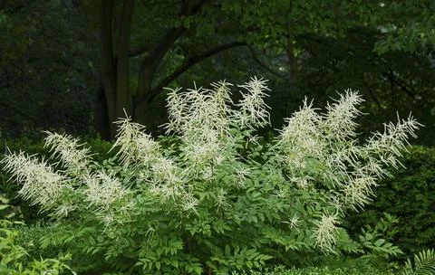 Goat's beard (Aruncus dioicus) Stock Photos