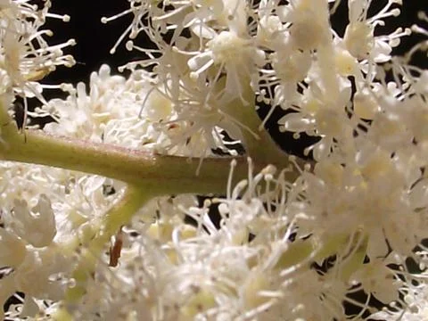 Goats Beard Flower 2 Stock Photos