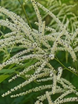 Goat's Beard Wildflower Infested with Small Black Beetles Stock Photos