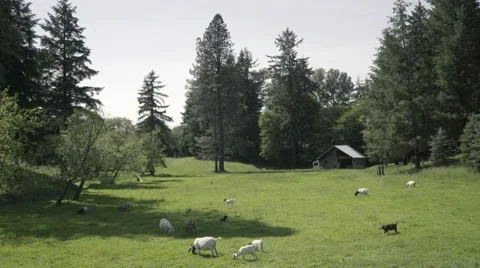 Goats in a beautiful field Stock Footage 65387228