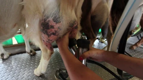 Goats Being Milked Stock Footage 49064509
