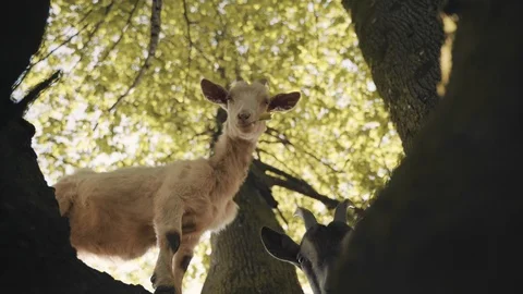 Goats - from below Stock Footage 120143494