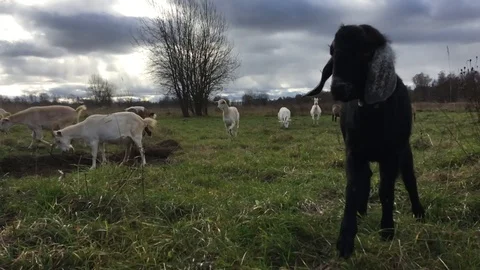 Goats black Video stock 119016936