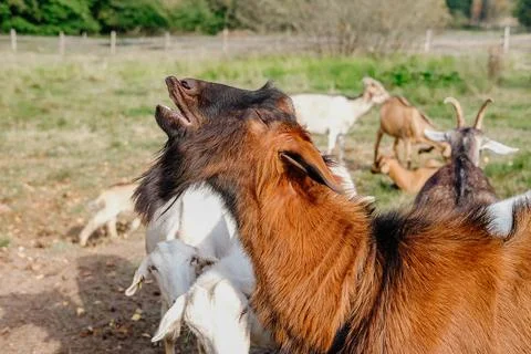 Goats Bleating in a Grassy Field Stock Photos
