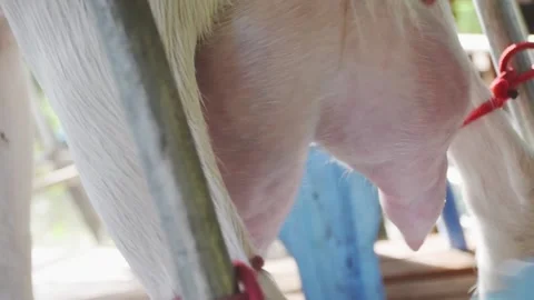 Goats breast cleaning Stock Footage 132481526