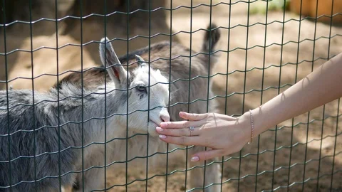 Goats in a cage lick the hand Stock Footage 90367402