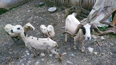 Goats in a cage Stock Photos