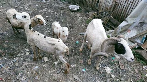Goats in a cage Stock Photos