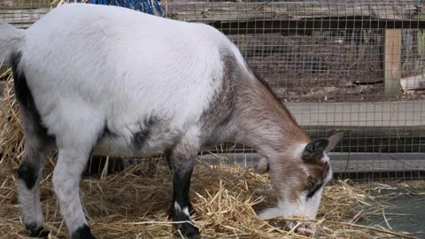 Goats in Captivity Vidéo 307417237