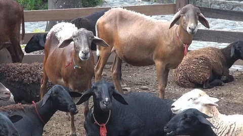 Goats chewing and staring Vídeos de archivo 103619567