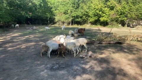Goats in a clearing in the forest Video stock 144868919