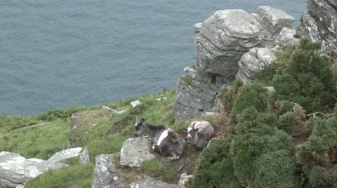 Goats On Cliff Ledge Video stock 65282266