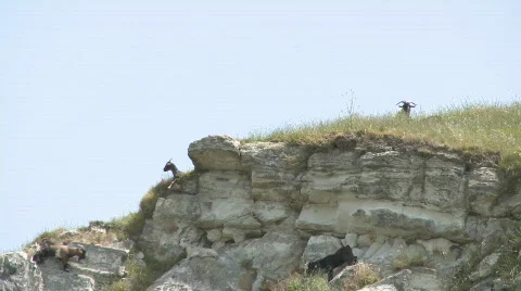 Goats on cliff top Stock Footage 573290