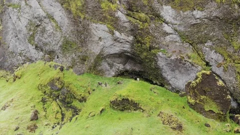 Goats on a cliffside Stock Footage 92918807
