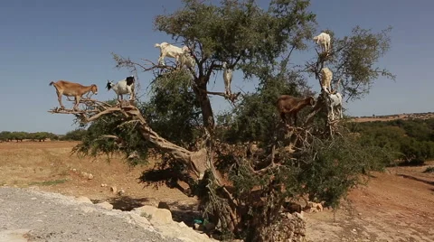 Goats climb the Argan tree and eat Argan nut, Morocco Stock Footage 53462658