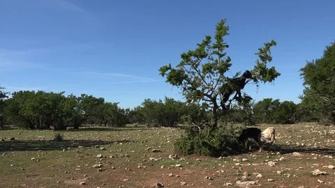 Goats climb the argan tree and eat leaves in rural Morocco Stock Footage