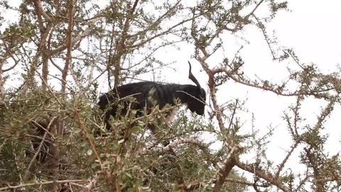Goats climb on an argan tree Stock Footage 80344955