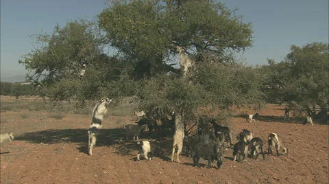 Goats Climbing up and Argan tree in Morocco Video stock 38606331