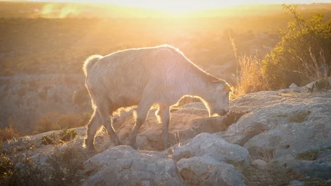 Goats Climbing On Rocks Video stock 99368685